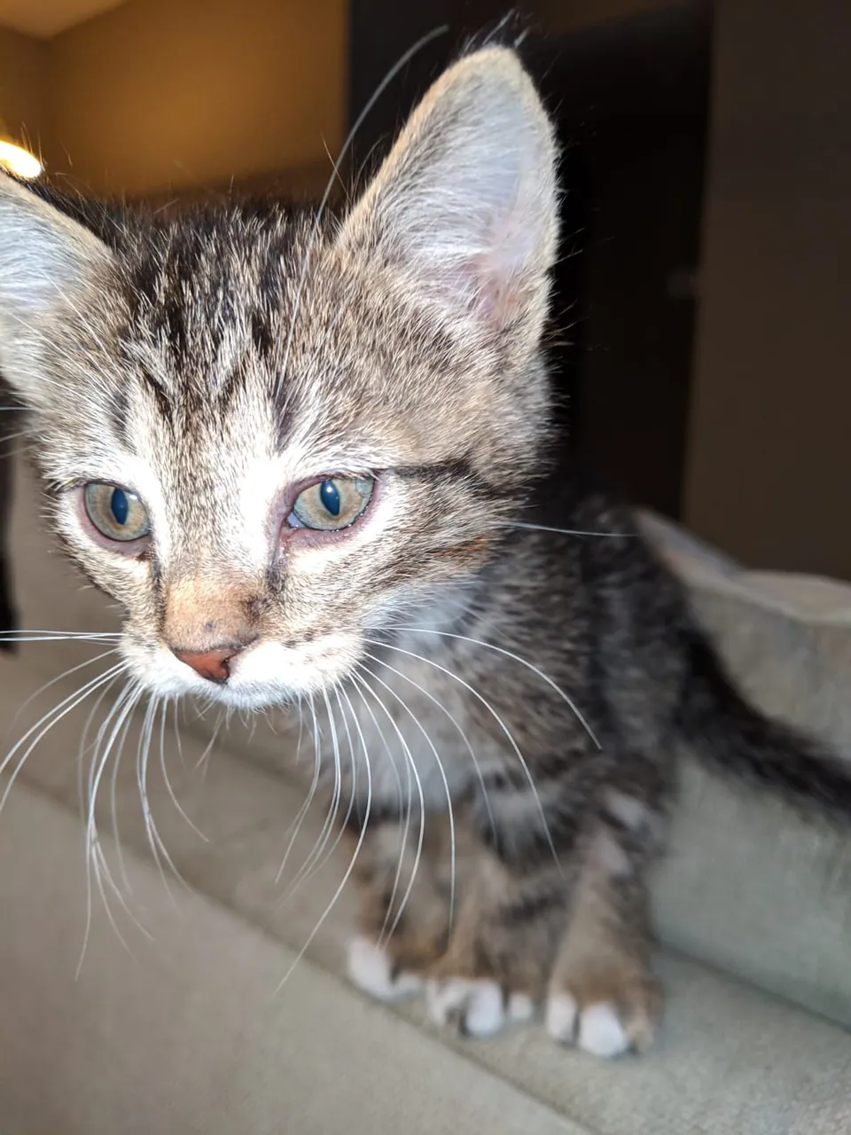 A tabby cat looking toward the camera