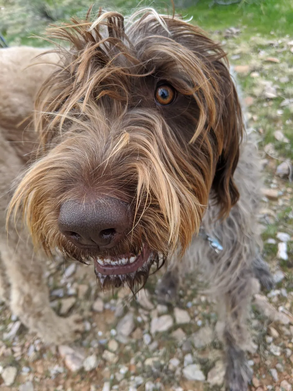 A curly-haired brown dog looking toward the camera